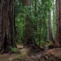 Montgomery Woods State Natural Reserve.  Photo by Max Forster @maxforsterphotography, courtesy of Save the Redwoods League.