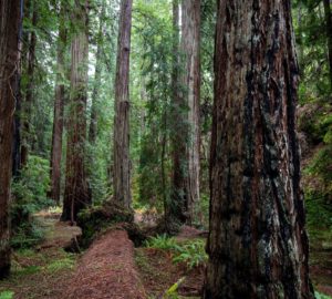 Montgomery Woods State Natural Reserve.  Photo by Max Forster @maxforsterphotography, courtesy of Save the Redwoods League.