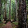 Montgomery Woods State Natural Reserve.  Photo by Max Forster @maxforsterphotography, courtesy of Save the Redwoods League.