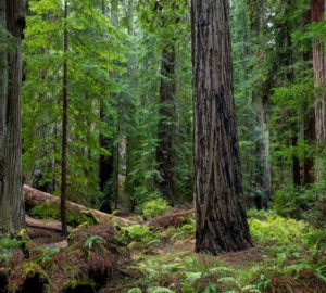 Montgomery Woods State Natural Reserve.  Photo by Max Forster @maxforsterphotography, courtesy of Save the Redwoods League.