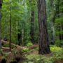 Montgomery Woods State Natural Reserve.  Photo by Max Forster @maxforsterphotography, courtesy of Save the Redwoods League.