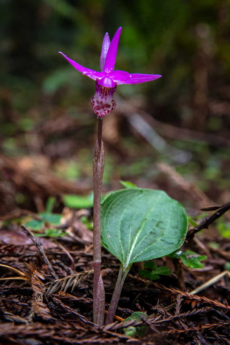 A magenta flower with a round leaf and a dark stalk