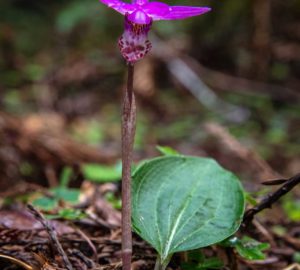 Montgomery Woods State Natural Reserve.  Photo by Max Forster @maxforsterphotography, courtesy of Save the Redwoods League.