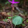 Montgomery Woods State Natural Reserve.  Photo by Max Forster @maxforsterphotography, courtesy of Save the Redwoods League.