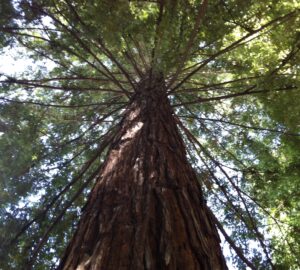 A redwood from outer space