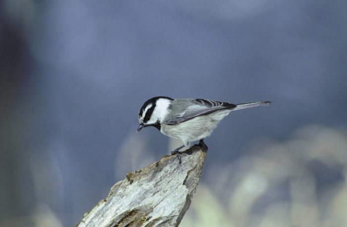 Mountain chickadee