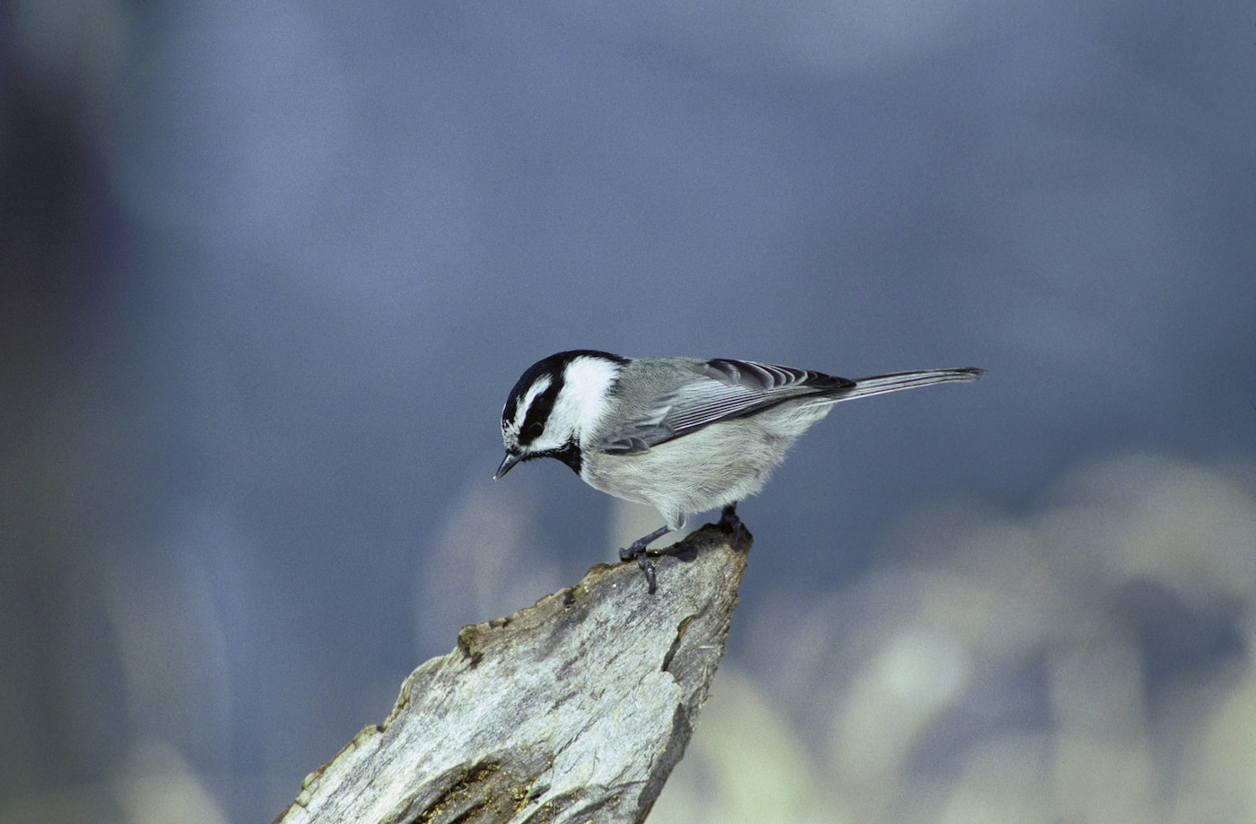 Mountain chickadee. Photo by Dave Menke, USFWS.