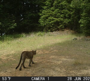 A mountain lions talks across an open grassy field surrounded by forest