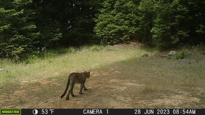 A mountain lions talks across an open grassy field surrounded by forest