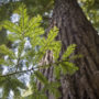 Free Second Saturday: Special Birthday Edition 2018. Mount Madonna County Park. Photo by Paolo Vescia.