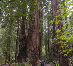 Cathedral Grove at Muir Woods National Monument. Photo credit: Tonatiuh Trejo-Cantwell