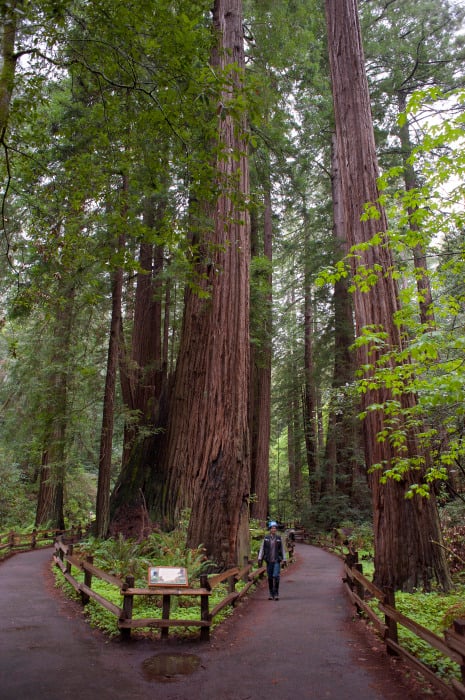 Cathedral Grove at Muir Woods National Monument. Photo credit: Tonatiuh Trejo-Cantwell