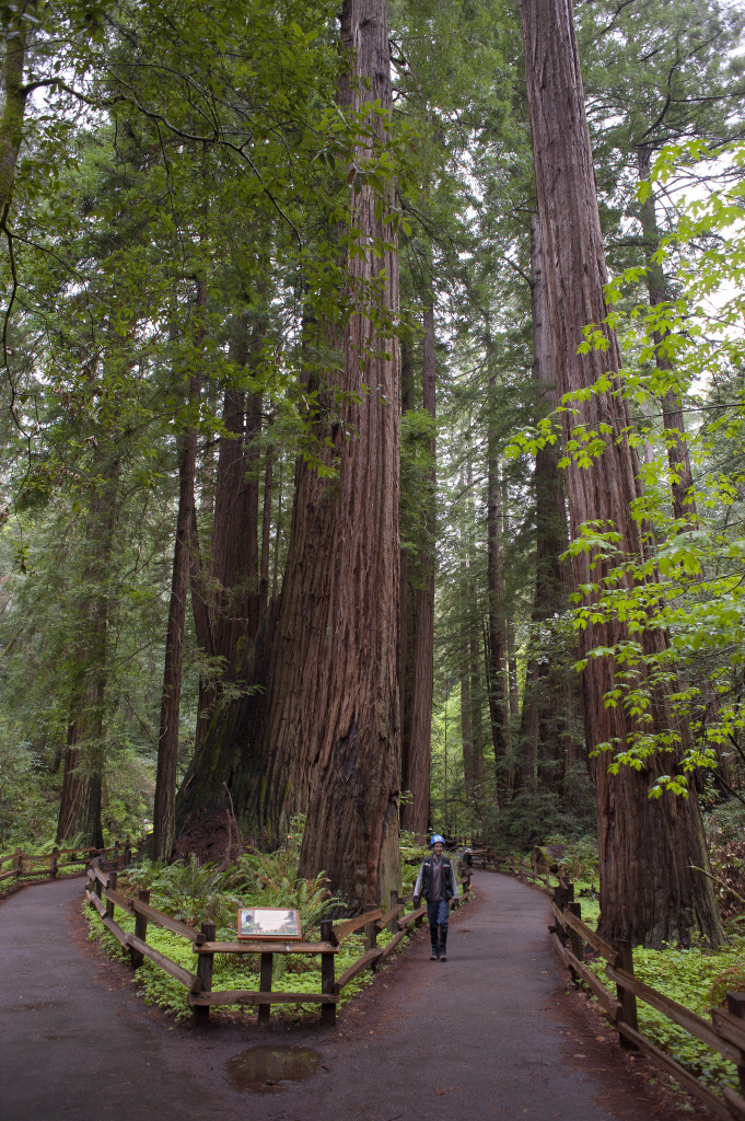 Cathedral Grove at Muir Woods National Monument. Photo credit: Tonatiuh Trejo-Cantwell