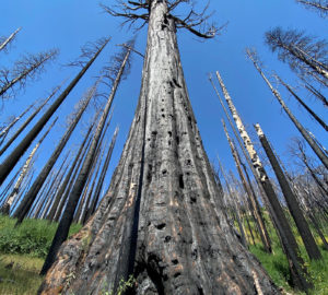 Effects of wildfire in giant sequoia trees