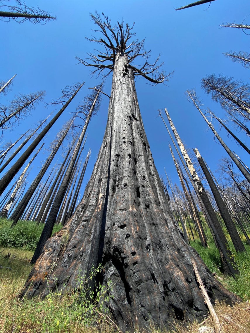 Effects of wildfire in giant sequoia trees
