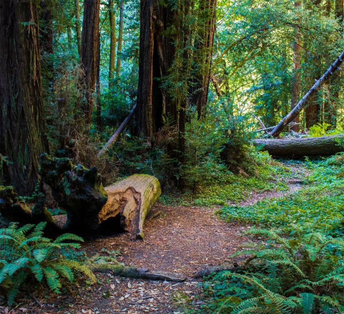 Path in the redwoods