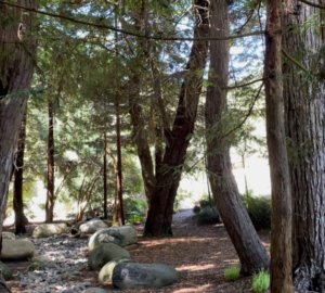 4 peaceful redwood groves in San Francisco’s Golden Gate Park