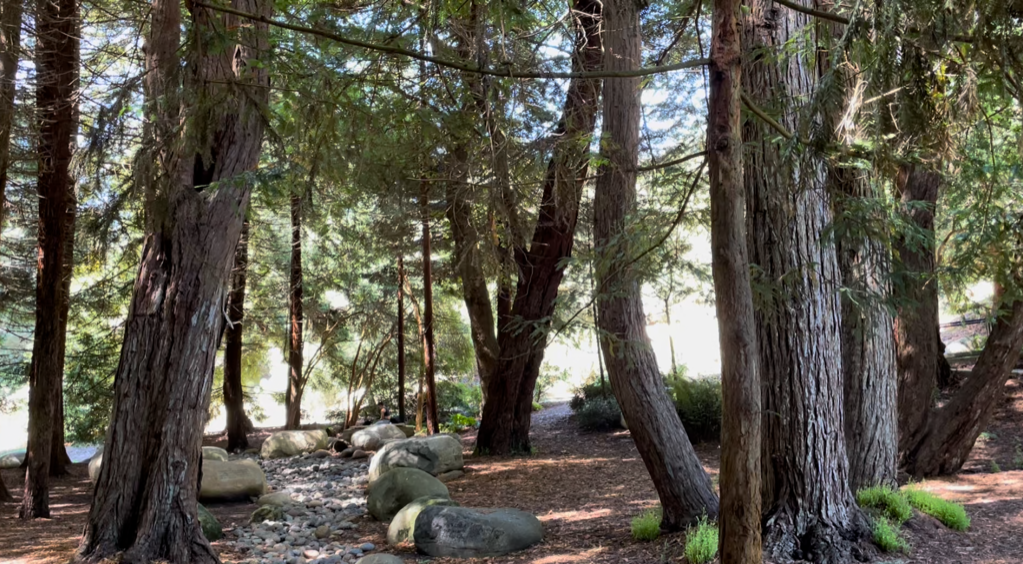 A rock-covered stream bed runs from the foreground to the background through a redwood grove.