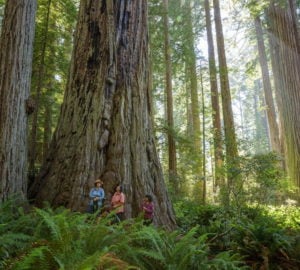 Three people hiking in the redwoods