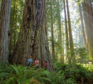 Three people hiking in the redwoods