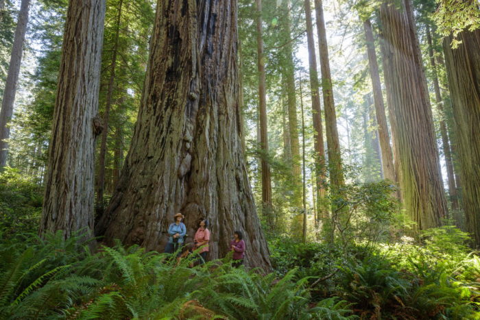 Three people hiking in the redwoods