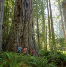 Hikers enjoyed the forest