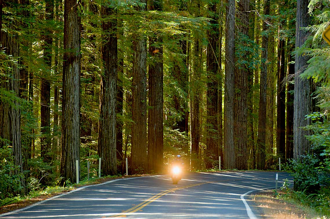 Navarro River Redwoods State Park