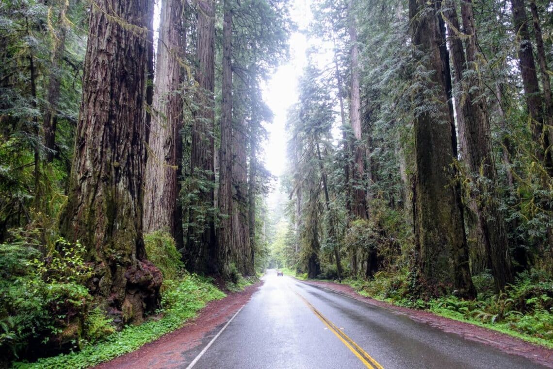 Towering ancient redwoods line a wet road.