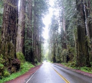 10 amazing redwoods holiday adventures