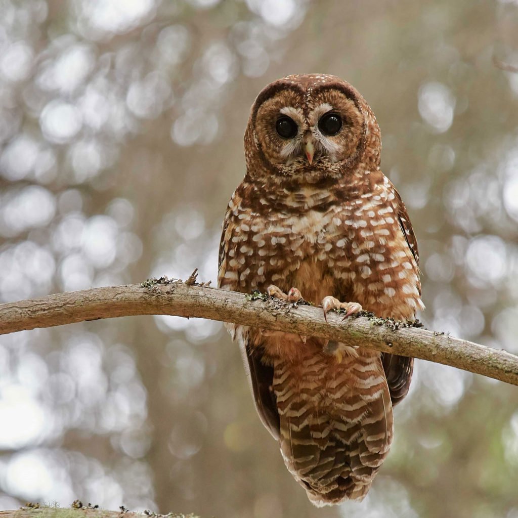 A brown and white owl perches on a branch.