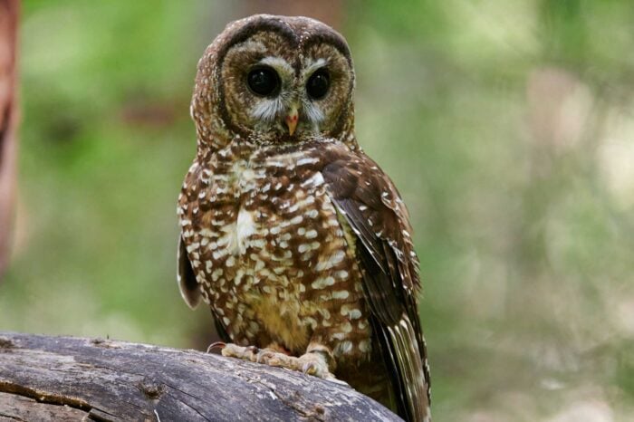 A compact brown owl with dark eyes and white oval spots on its breast perches on a tree branch.