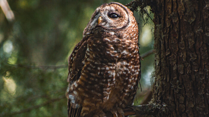 Northern Spotted Owl perched on moss covered branch.
