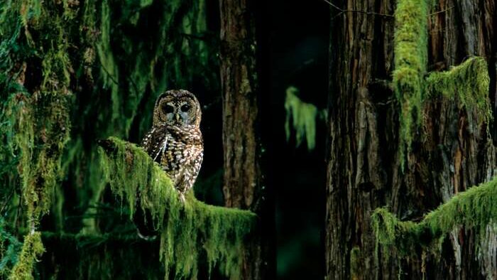 Northern Spotted Owl perched on moss covered branch.