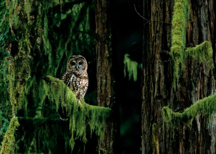 A brown owl with dark eyes and a chest patterned with oval white spots perches on a redwood tree branch covered in hanging green moss.