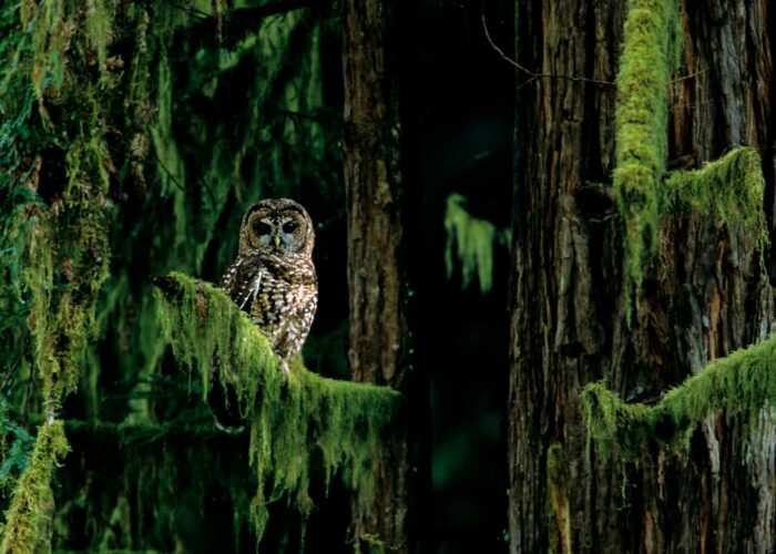 A brown owl with dark eyes and a chest patterned with oval white spots perches on a redwood tree branch covered in hanging green moss. 