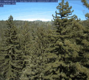 View of the tree canopy regrowth in 2023