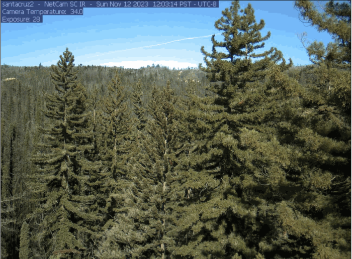 View of the tree canopy regrowth in 2023