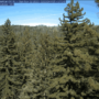 View of the coast redwood tree canopy regrowth at Big Basin Redwoods State Park three years after the CZU Lightning Complex Fires. PhenoCam Network, Phenocam.nau.edu