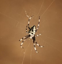 Orb weaver spider