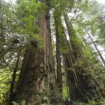 Towering giants on the Orick Mill site. Photo by Paolo Vescia