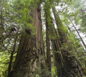 Towering giants on the Orick Mill site. Photo by Paolo Vescia