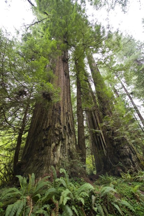 Towering giants on the Orick Mill site. Photo by Paolo Vescia