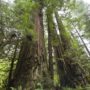 Towering giants on the Orick Mill site. Photo by Paolo Vescia