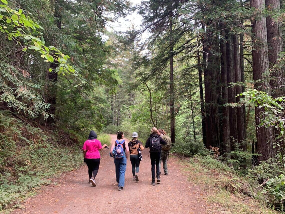 Five people walking on a wide path through a redwood forest