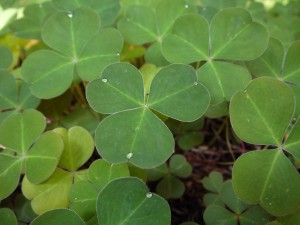 Redwood sorrel exudes water when highly hydrated at Prairie Creek Redwoods State Park.