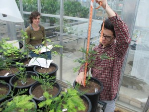 RCCI researchers Chris Wong and Wendy Baxter monitor the seedlings. Photo by Anthony Ambrose.