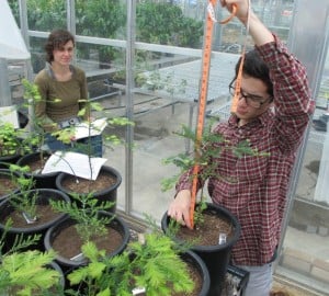 RCCI researchers Chris Wong and Wendy Baxter monitor the seedlings. Photo by Anthony Ambrose.