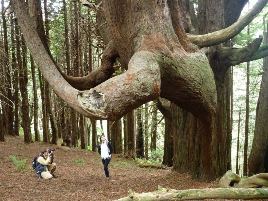 Two people stand beside a redwood shaped like a candelabra