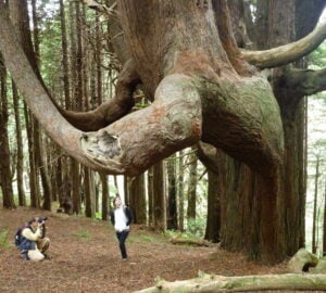 Two people stand beside a redwood shaped like a candelabra