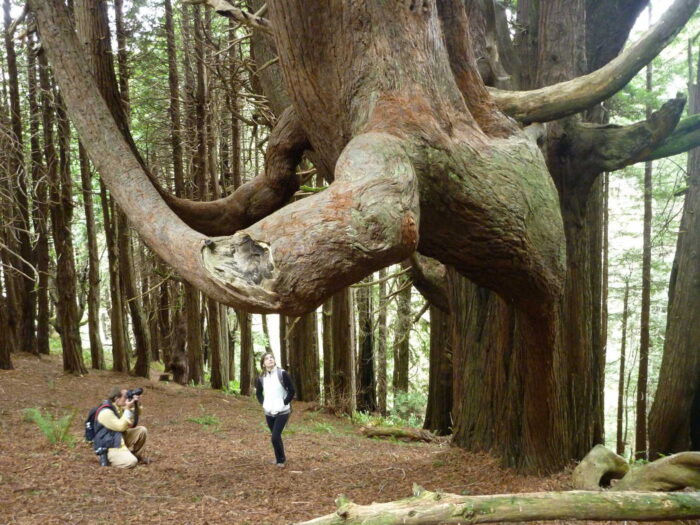 10-of-the-strangest-trees-in-the-redwoods-save-the-redwoods-league